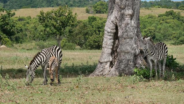 Girafen und Zebras leben gemeinsam in dem Park. Wir haben das Gefühl, in Afrika zu sein.